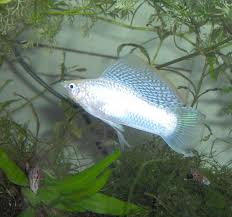 This image can not be shown.